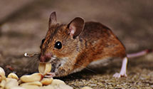 24 Hour & Emergency Exterminators in Lakeland, MI